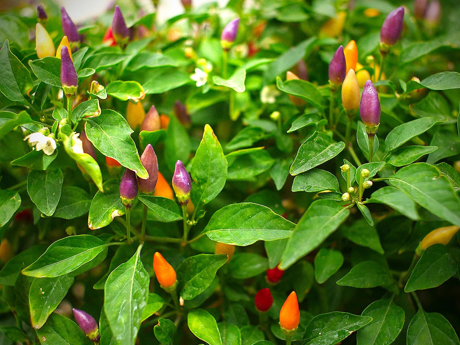 Hot jazz seeds