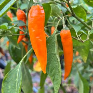 Hungarian Carrott seeds