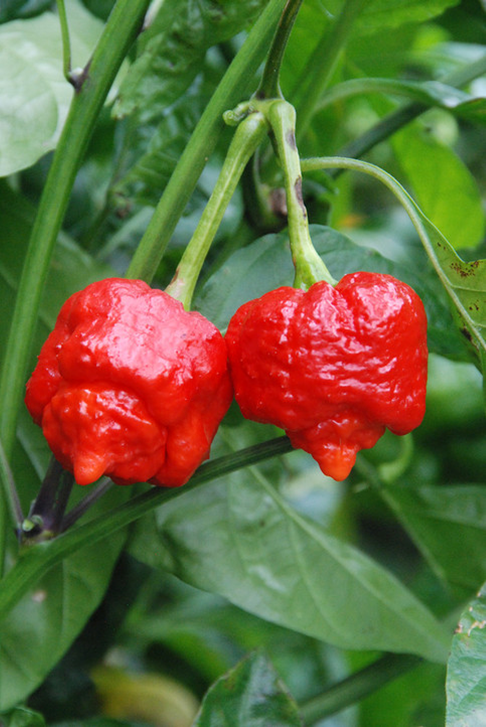 Carolina Reaper seeds