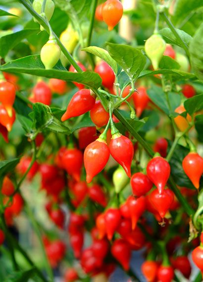 Roquito pepper seeds
