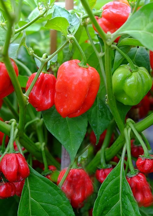 Habenero seeds