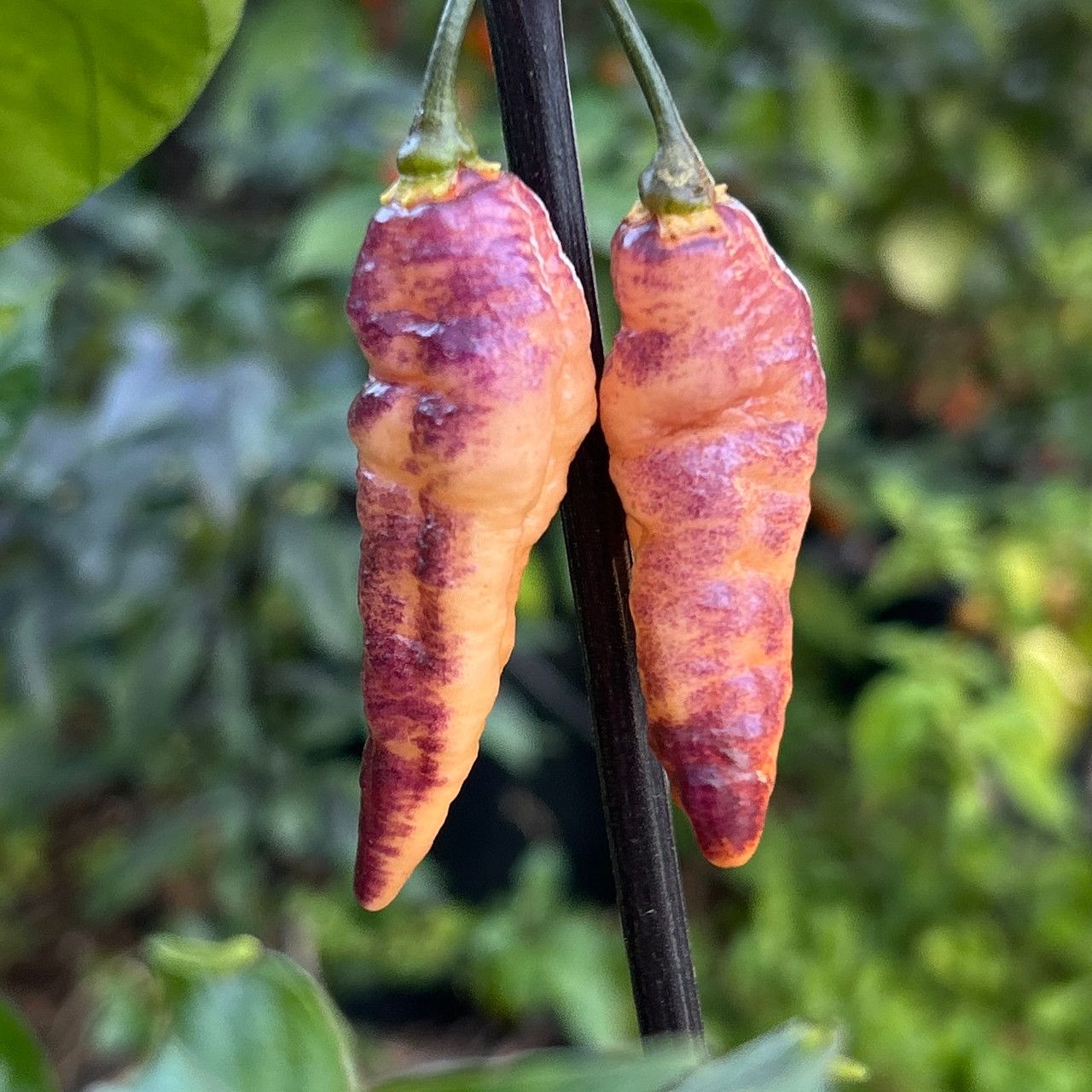 Pink Tiger seeds
