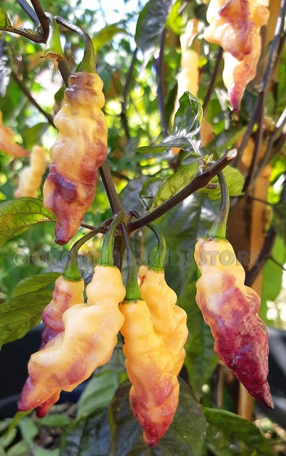 Pink Tiger seeds