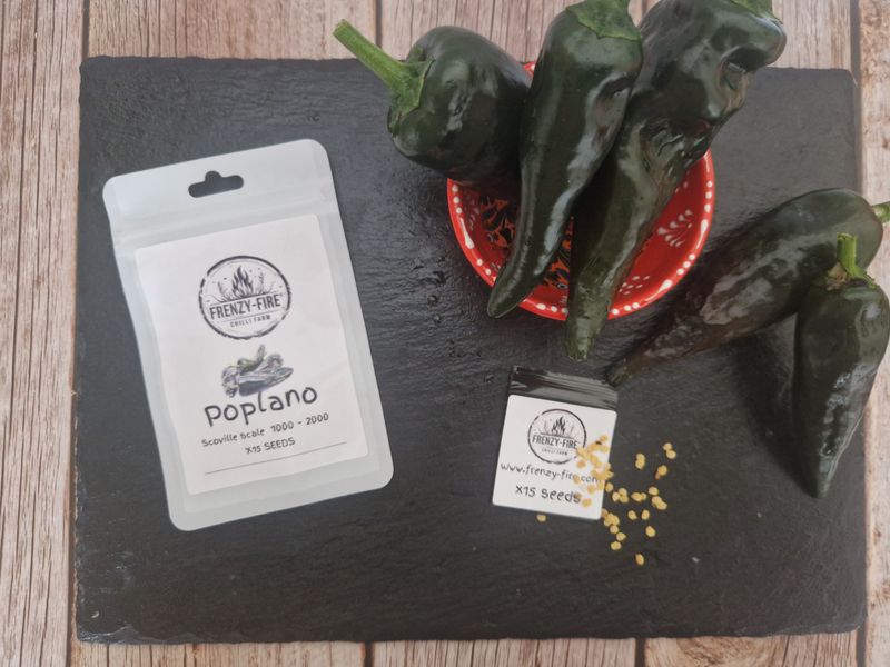 Poplano