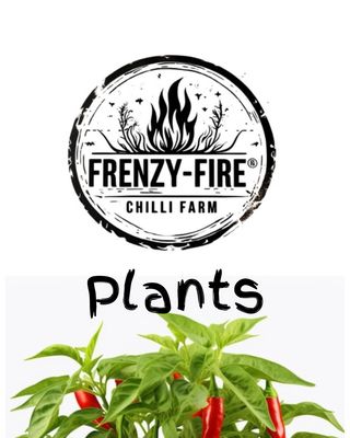 Chilli plants