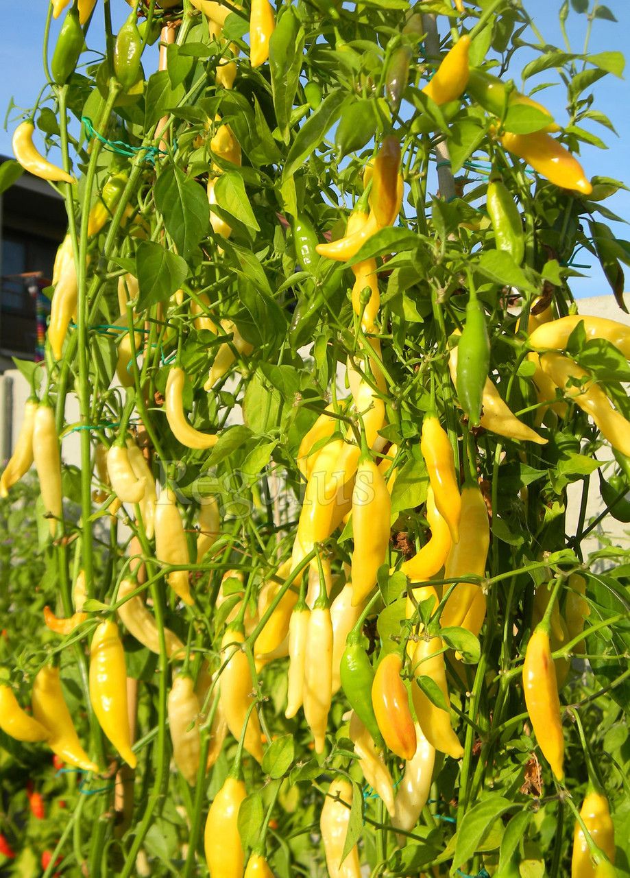 Aji pineapple