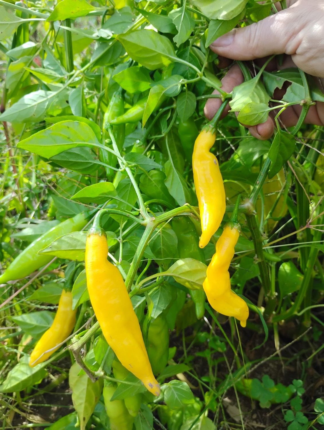 Aji pineapple