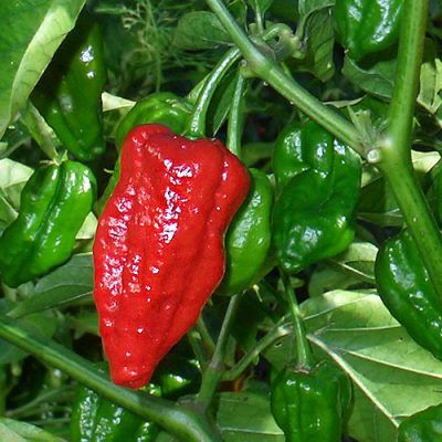 Naga morich