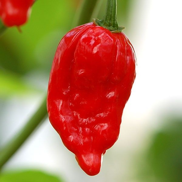 Naga morich