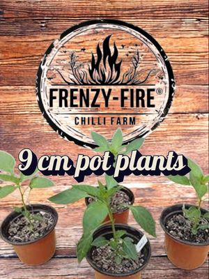 9cm pot chilli plants
