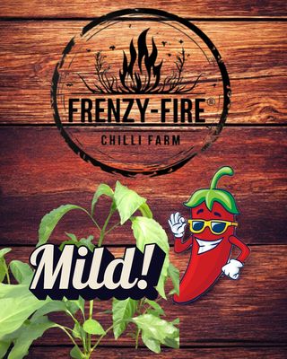 Mild chilli plants in 9cm pot