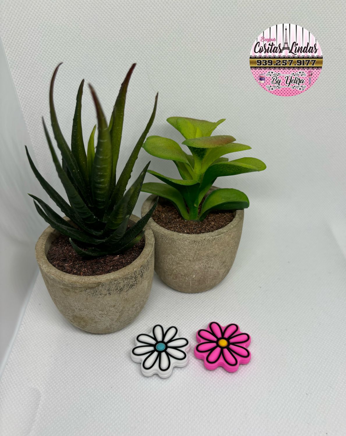 Focales Flores Daisy