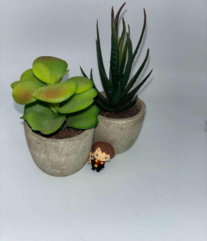 Focal 3D Harry Potter