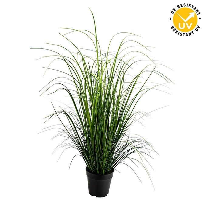22460 - ONION GRASS IN PLASTIC POT