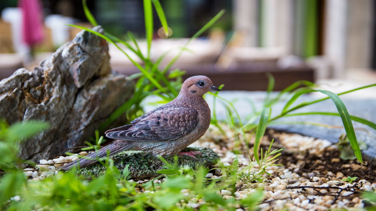 87758-S - MOURNING DOVE