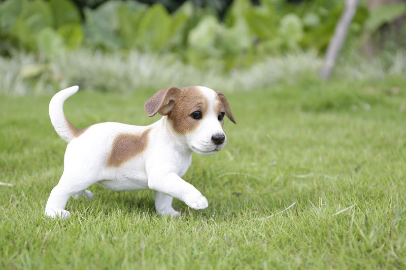 87703-E - JACK RUSSEL PUPPY PLAYING / 6.69" H
