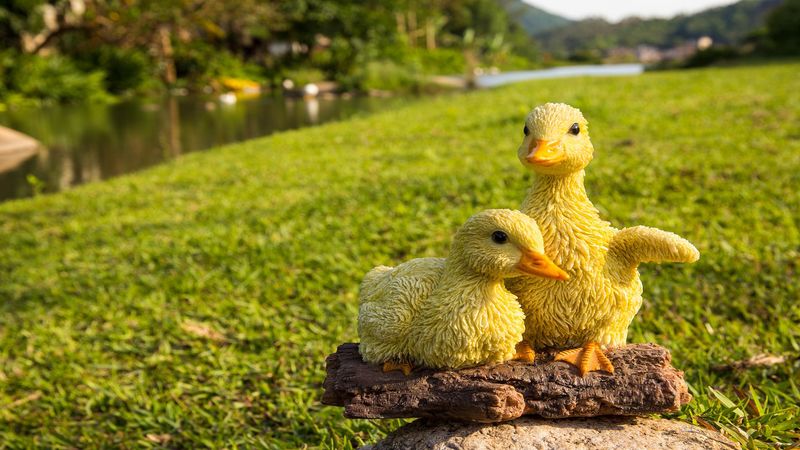87697-C - PLAYFUL DUCKLINGS
