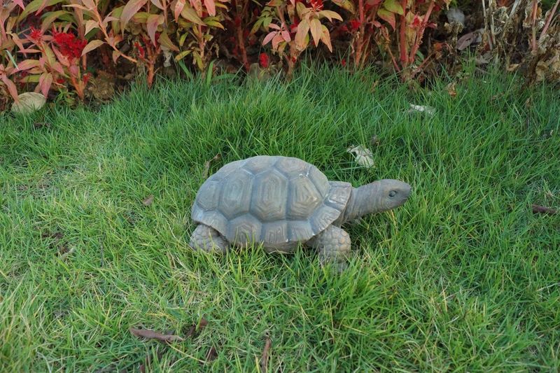 75629-D - TURTLE 10 INCH LONG / 4" H