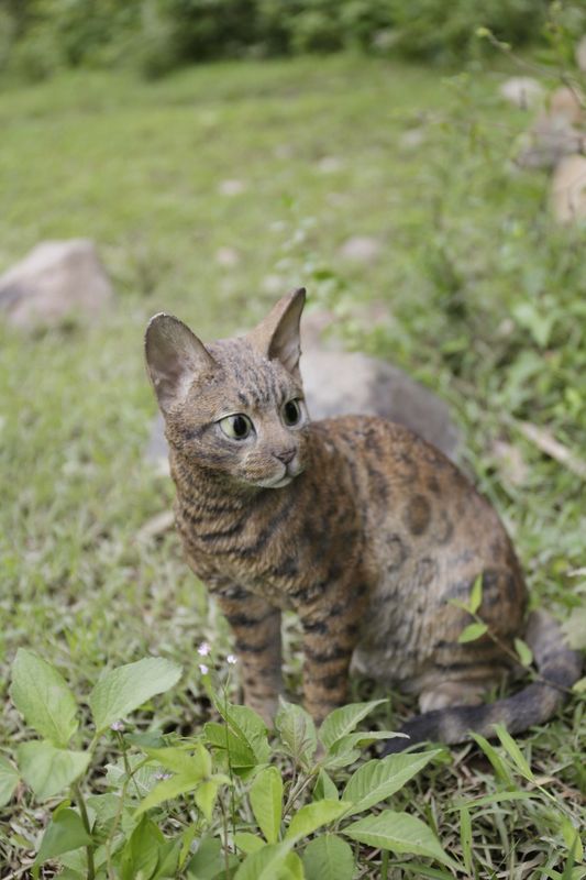87674 - BENGAL CAT SITTING / 13.58" H