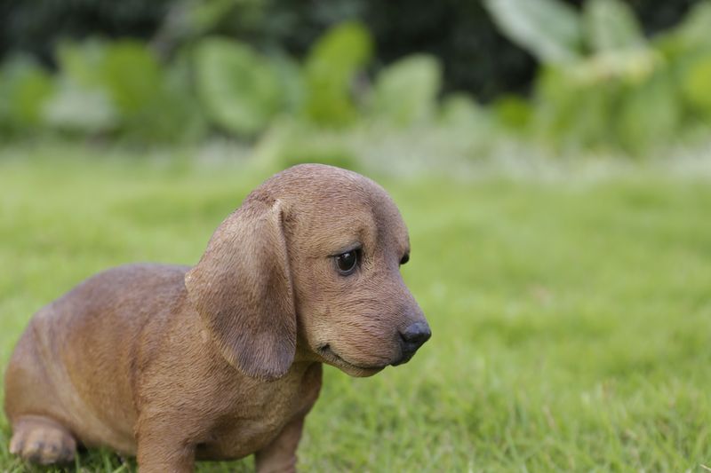 87771-13 - DACHSHUND SITTING / 5.51" H