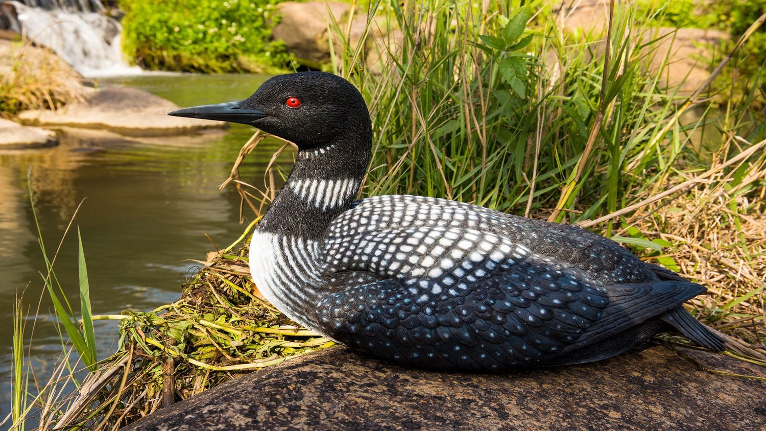 87682-C - COMMON LOON