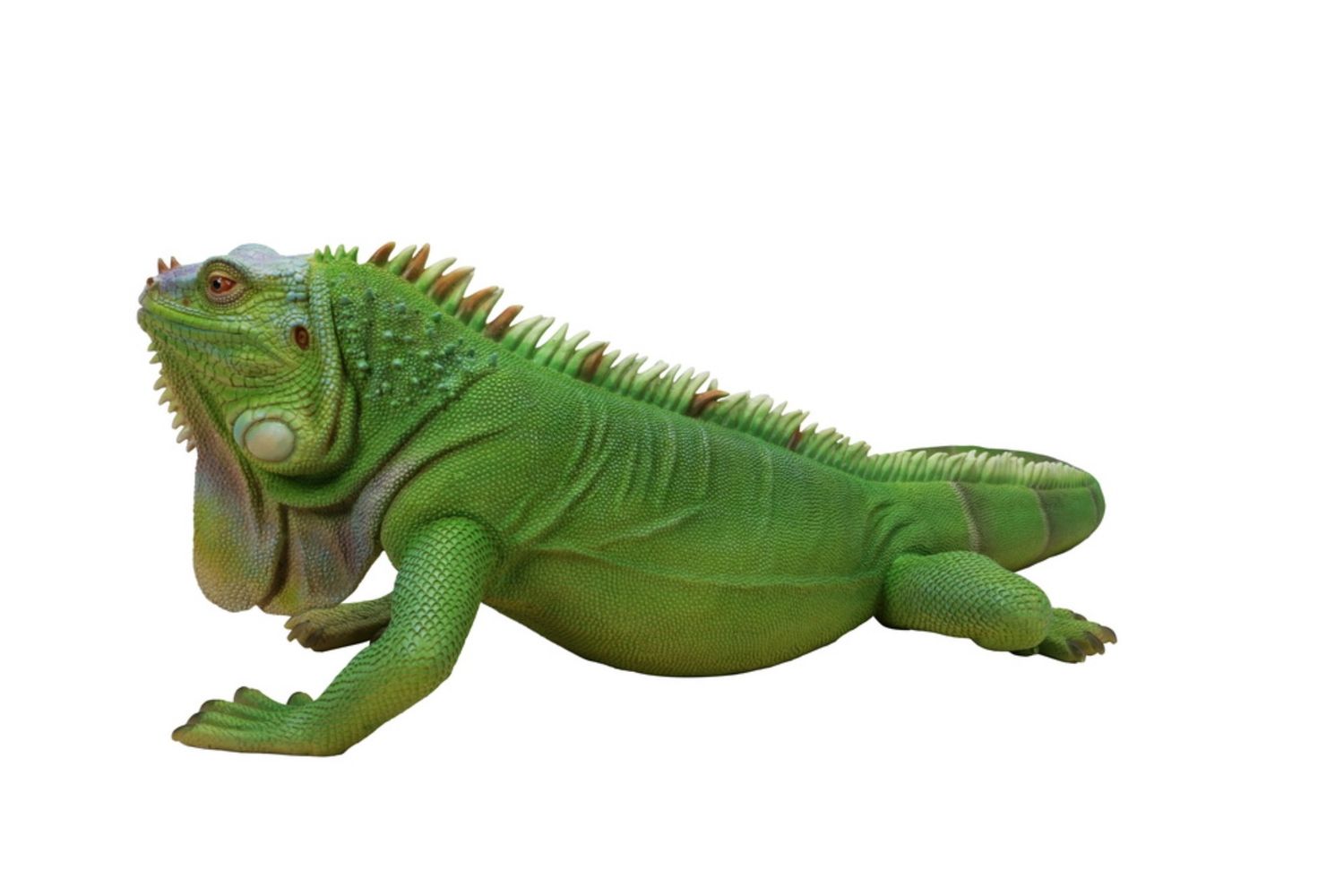 87731 - LIZARD IGUANA / 8&quot; H