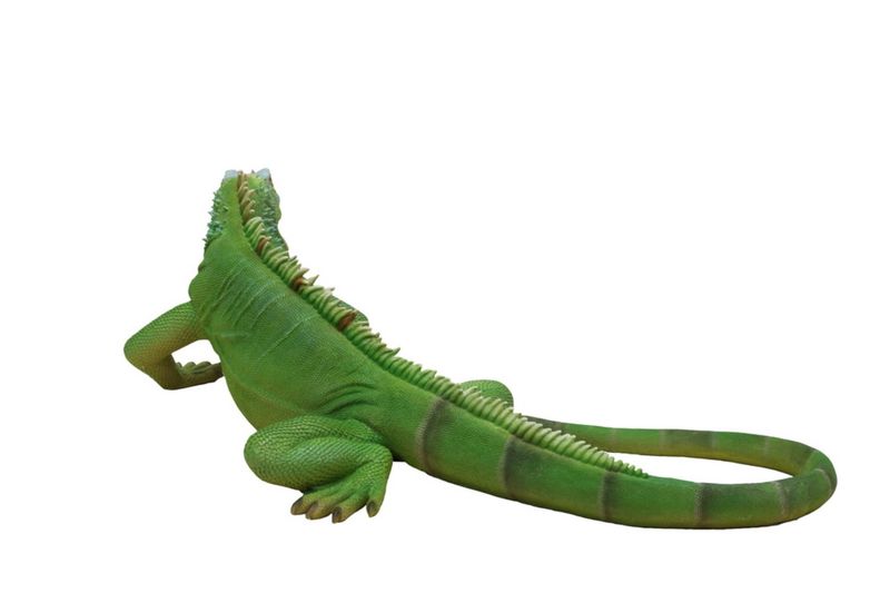87731 - LIZARD IGUANA / 8" H