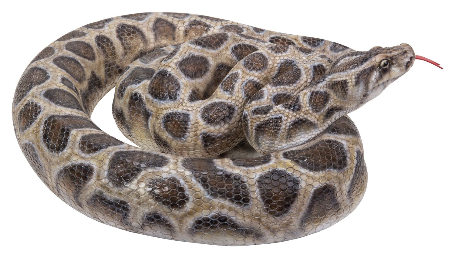 87680-A - PYTHON CURLED UP / 5.83&quot; H