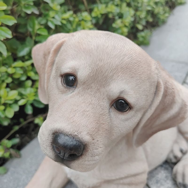 87632-YL - LABRADOR LYING - YELLOW