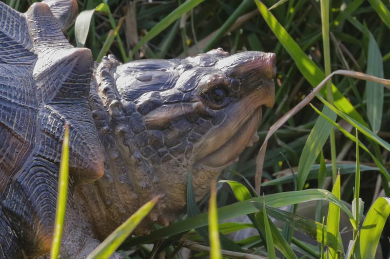 87658 - SNAPPING TURTLE STATUE / 4.84" H