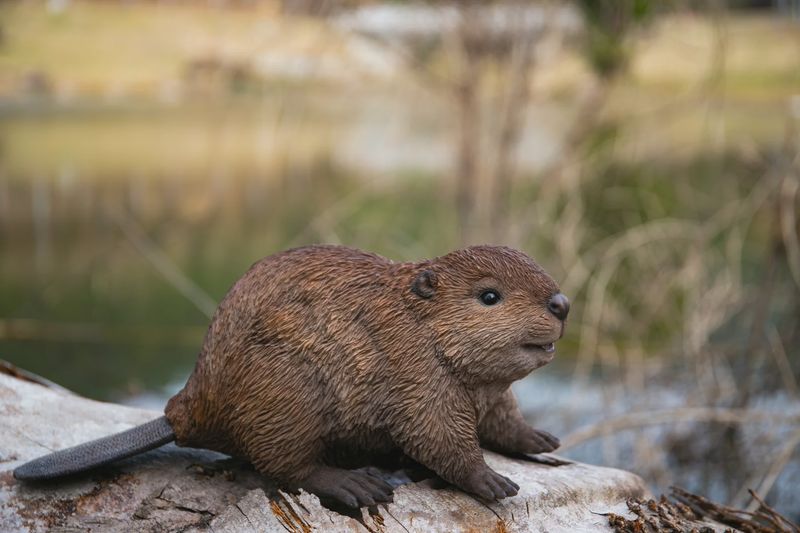 87666-B - BEAVER CUB / 5.43" H