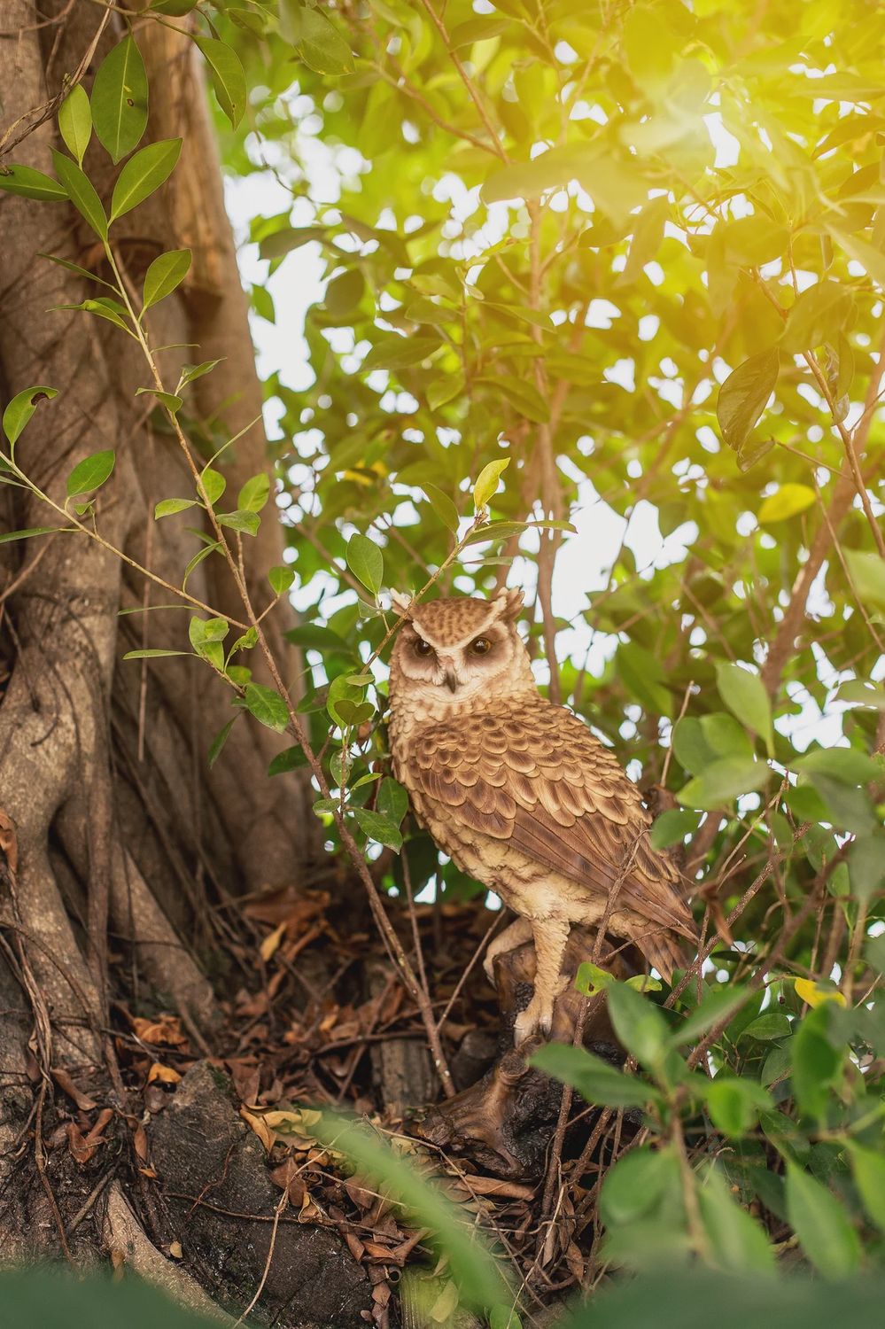 87717 - BARN OWL ON BRANCH / 14&quot; H