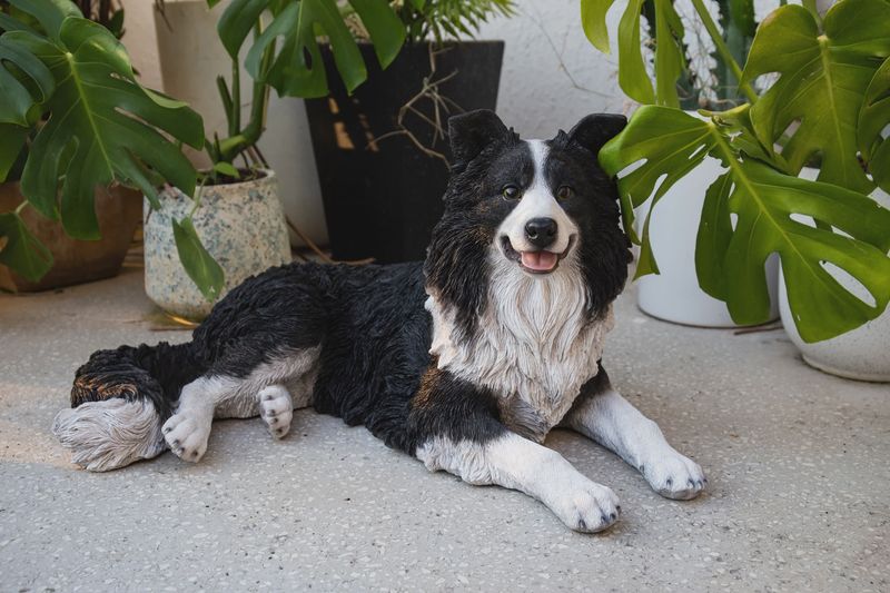 87689-A - LYING BORDER COLLIE / 14.17&quot; H