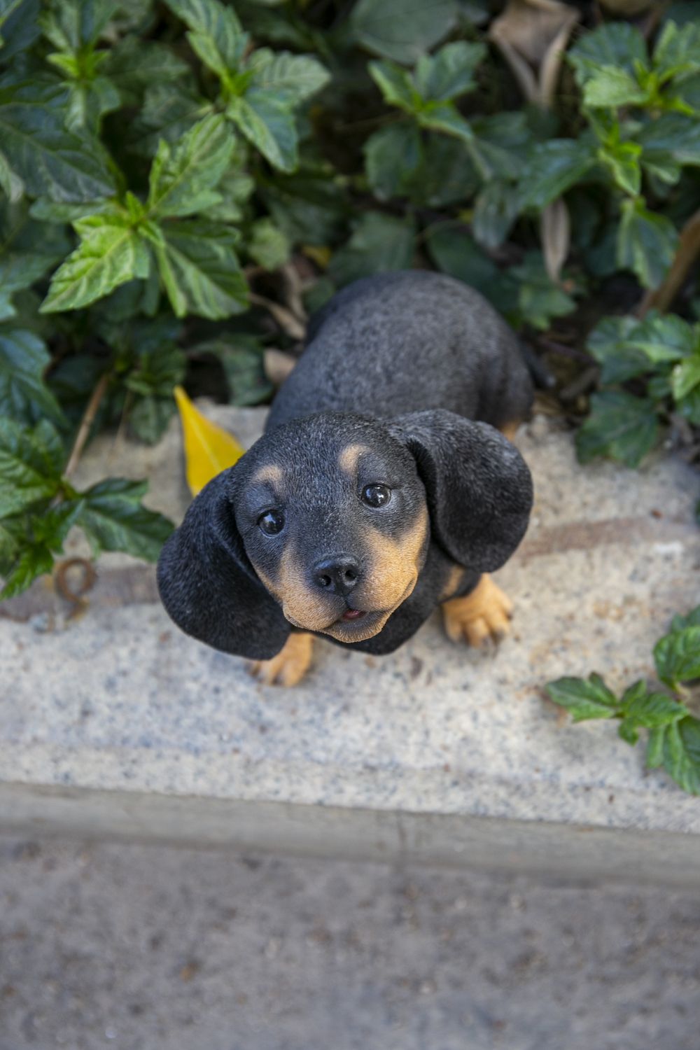 87703-P - HOWLING DACHSHUND PUPPY STATUE / 6.18&quot; H