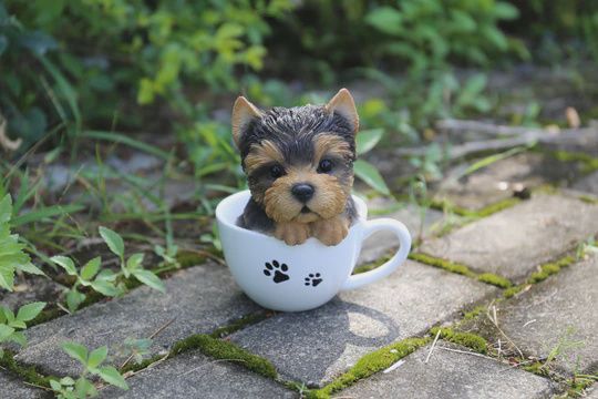 87706-D - TEACUP YORKSHIRE TERRIER PUPPY / 6&quot; H