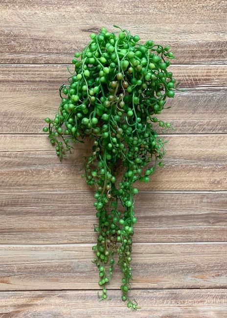 11379 - 18&quot; STRING OF PEARLS HANGING SUCCULENT