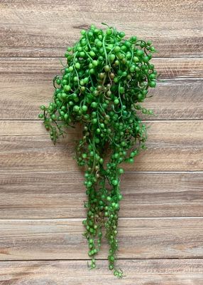 11379 - 18&quot; STRING OF PEARLS HANGING SUCCULENT