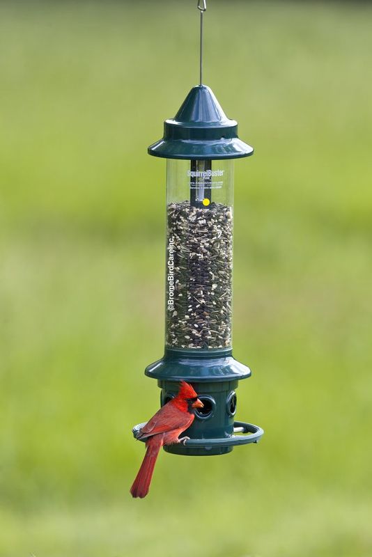 1024-P03 - SQUIRREL BUSTER PLUS