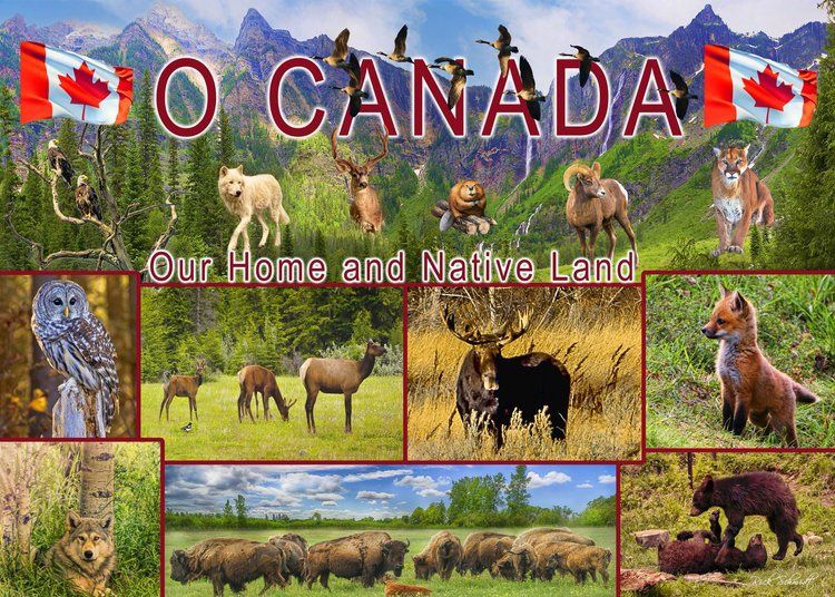 1000 PC - 483 - PUZZLE - O CANADA / OUR HOME AND NATIVE LAND