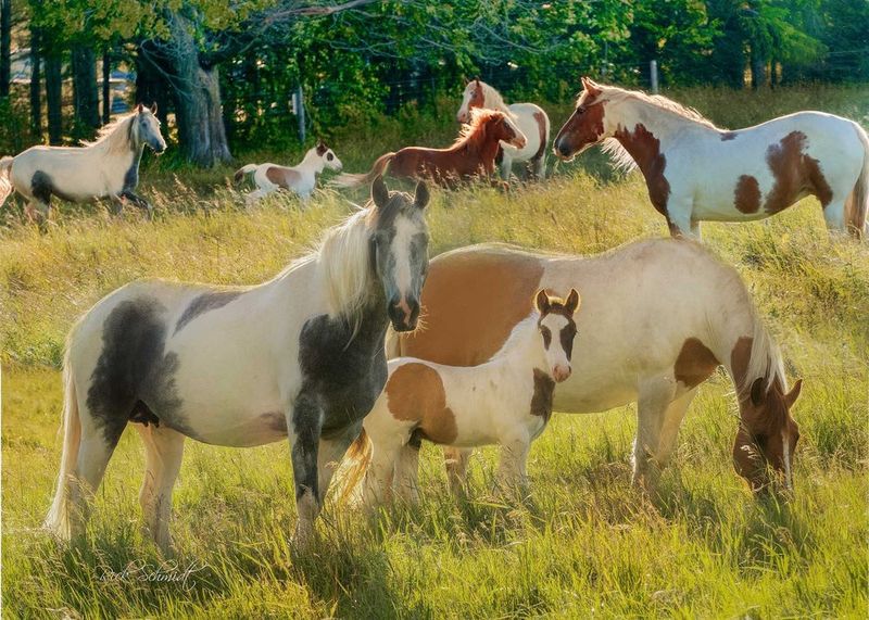 1000 PC - 476 - PUZZLE PAINTED  HORSES