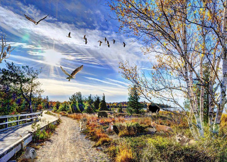 500 PC - 443 - PUZZLE - MAGREGOR  PROVINCIAL PARK / LAKE HURON ONTARIO