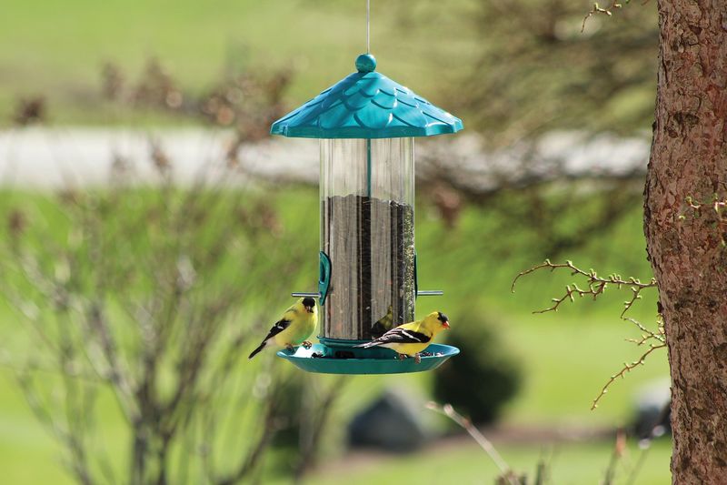 10083 - HIGH CAPACITY DECORATIVE SEED FEEDER - ASSORTED COLOURS