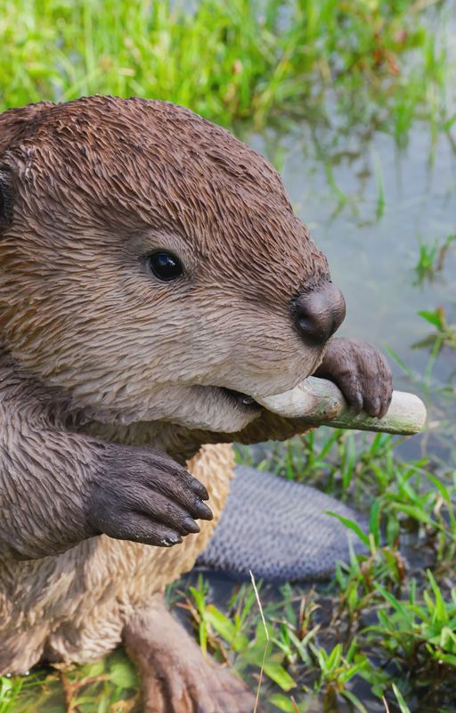 87666-A - BEAVER  / 12.6" H