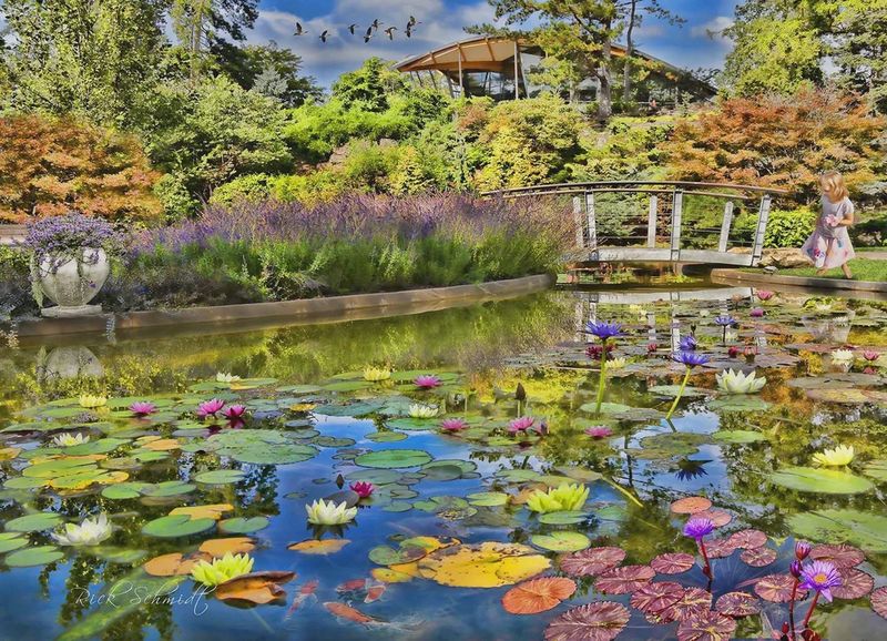 1000 PC - 457 - PUZZLE - LILY POND