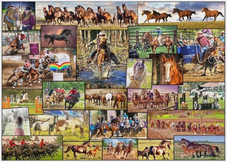 DISC1000 PC - 453 - PUZZLE - HORSE COLLAGE