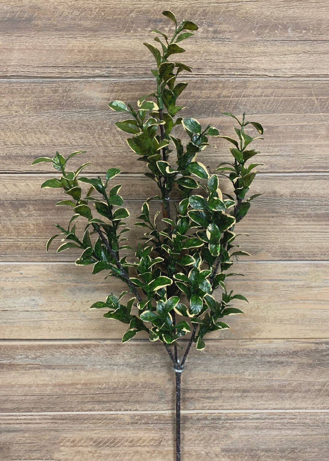 11332 - 26" GOLDEN EUONYMUS SPRAY