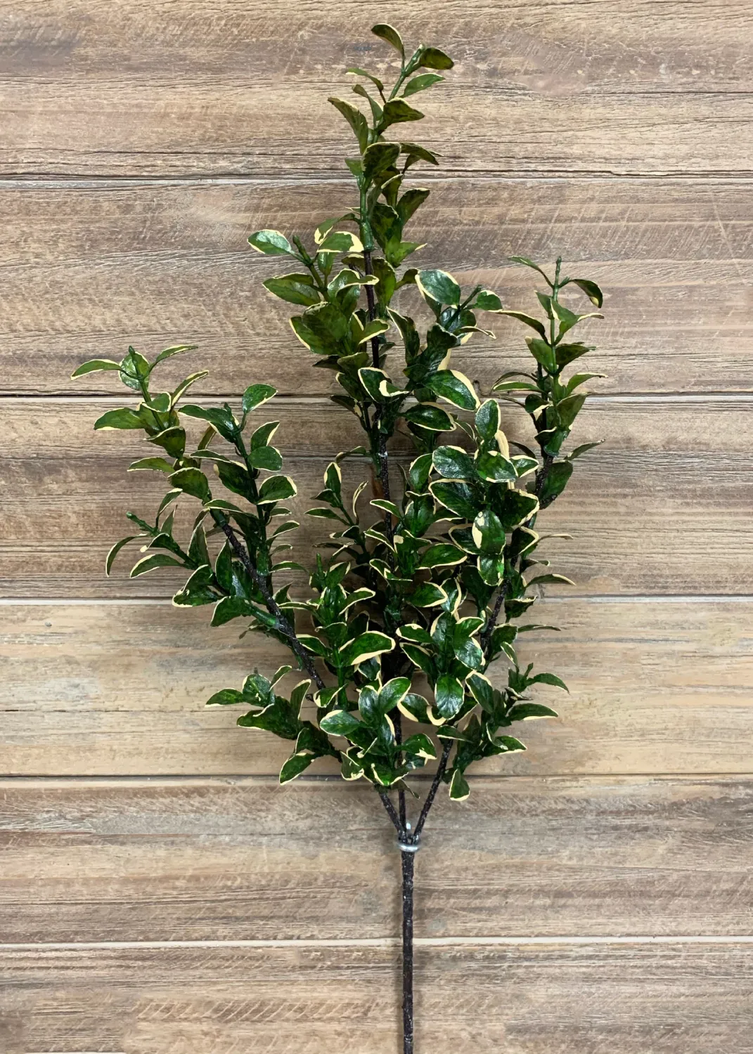 11332 - 26" GOLDEN EUONYMUS SPRAY