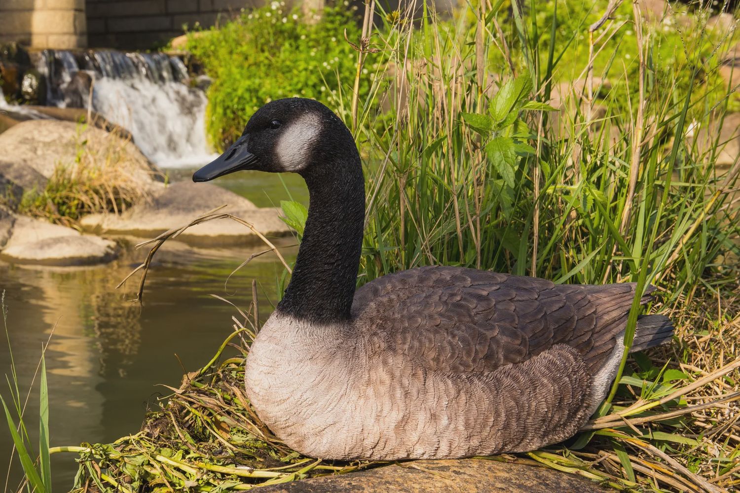 87662-B - SITTING CANADIAN GOOSE