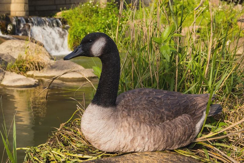 87662-B - SITTING CANADIAN GOOSE