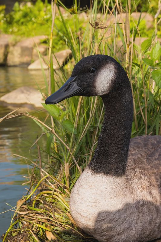 87662-B - SITTING CANADIAN GOOSE